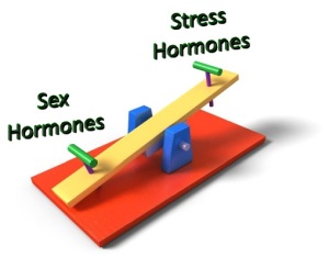 stress hormones sex